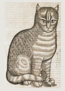 Cat from The History of Four-Footed Beasts and Serpents – Marsh's Library