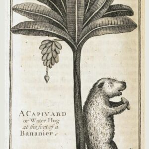 Postcard of a Water Hog leaning against a banana tree