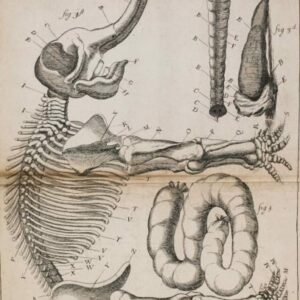 Etching of an Elephant skeleton and organs after Dublin autopsy