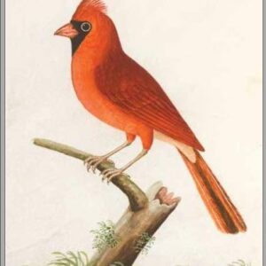 Postcard of the Red Grossbeak. Albin's watercolours