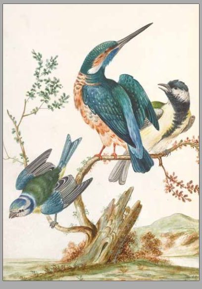 Postcard of the Kingfisher and Blue tit. Albin's watercolours