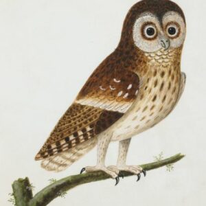 Brown owl from Albin's watercolours
