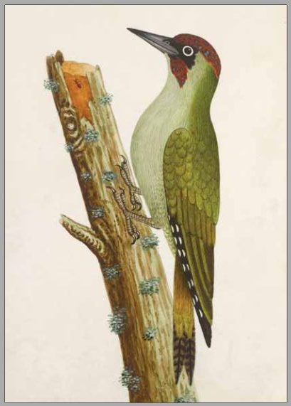 Green Woodpecker postcard from Albin's watercolours