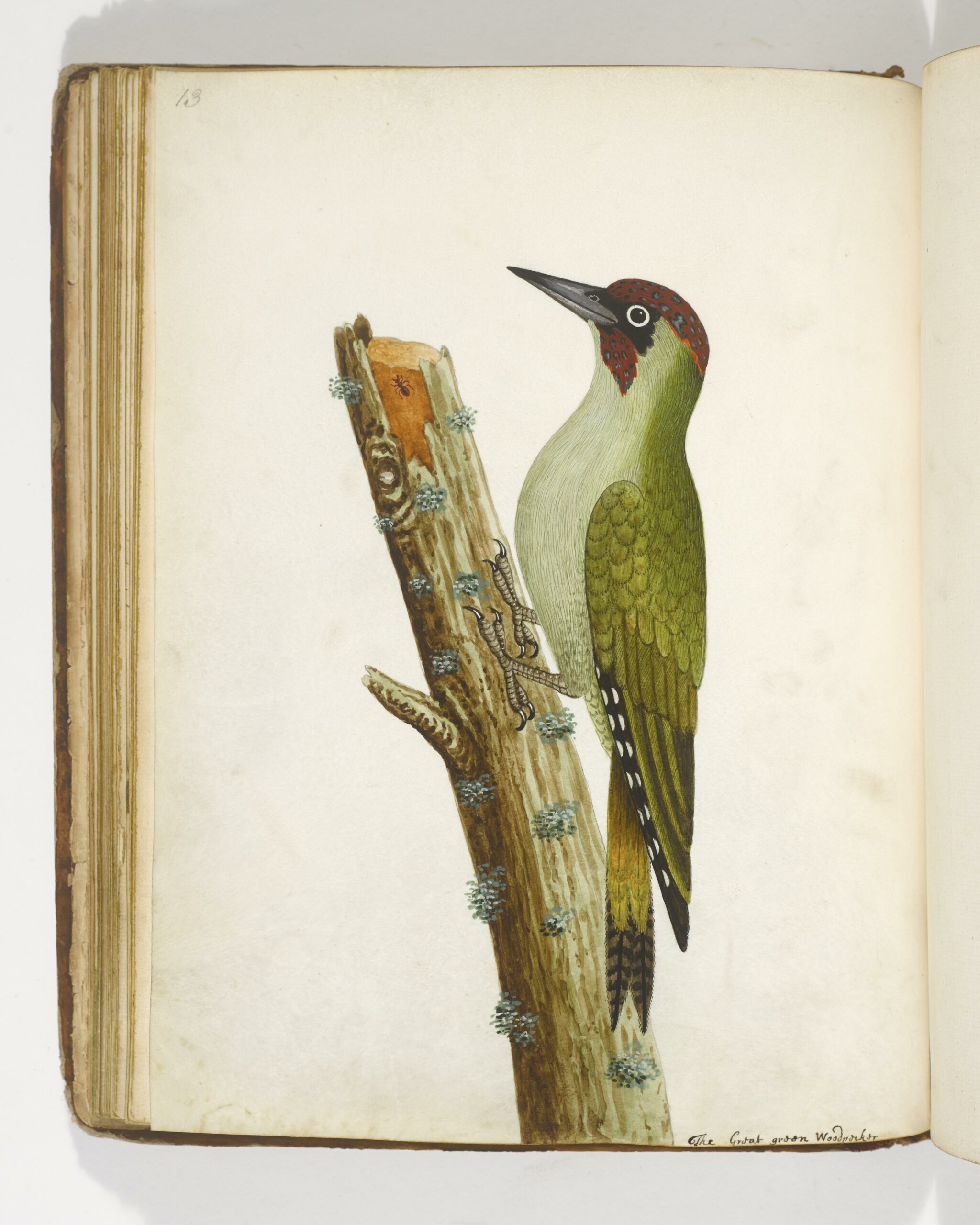 Green Woodpecker watercolour by Albin