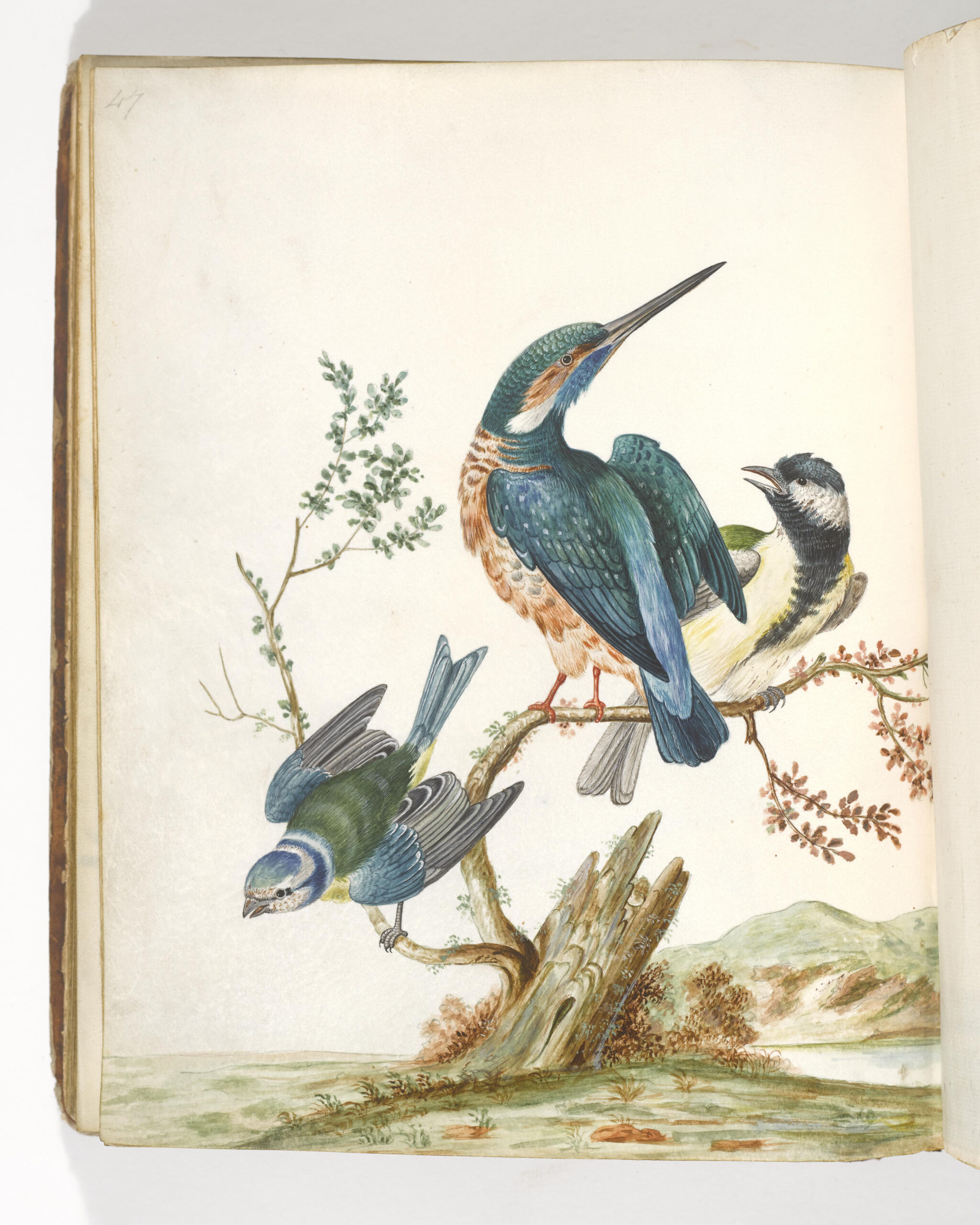 Albin Kingfisher and Blue tit watercolour