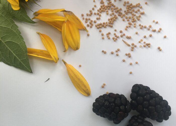 Natural ingredients for home ink making. Mustard seeds, sunflower petals, blackberries and saffron.