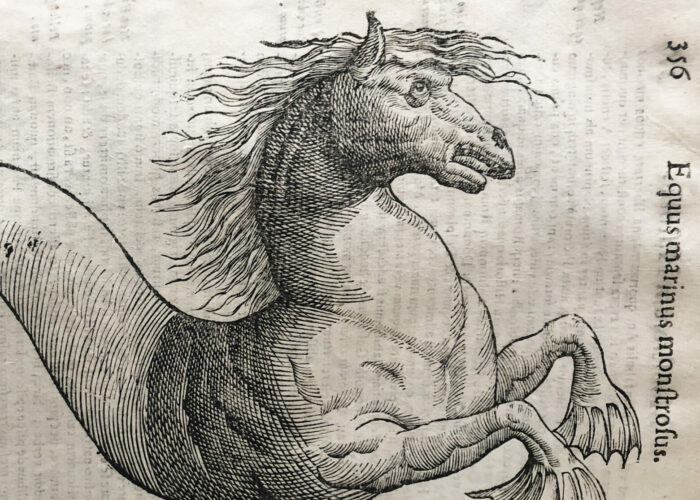 Section of the Seahorse from Aldrovandi's Monstrorum